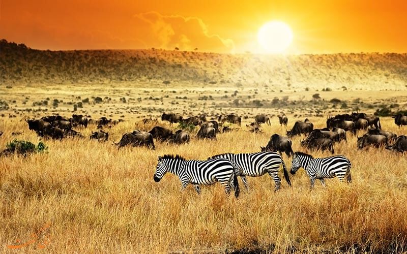 حیات وحش کنیا
