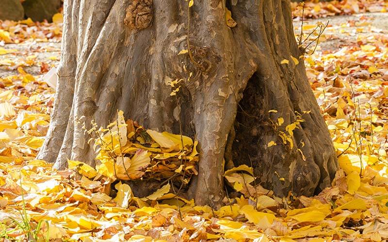 تنه درخت انجیلی تنه درخت انجیلی