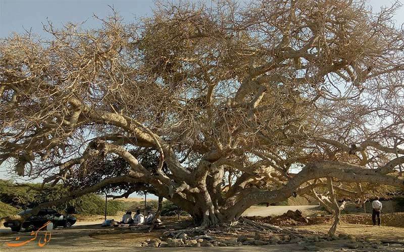 درخت مکرزن چابهار درخت مکرزن چابهار