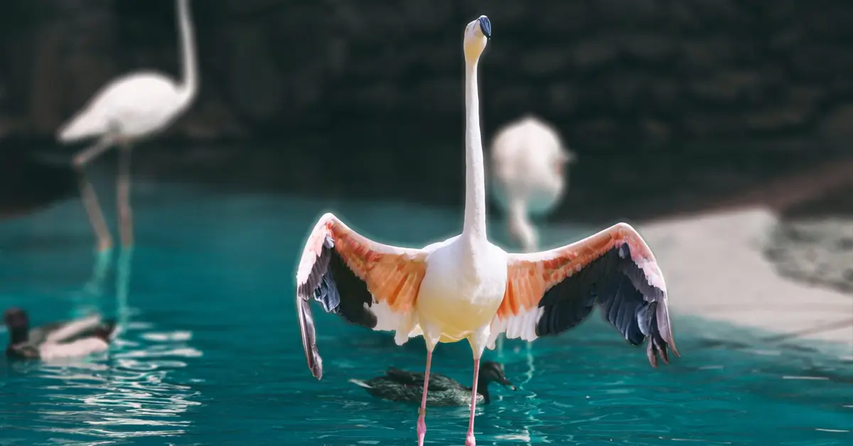 تالاب میقان اراک