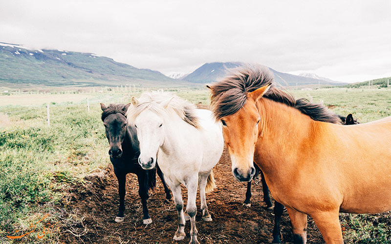 برقراری ارتباط بین اسب ها