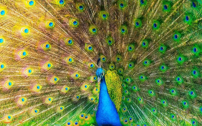 برقرای ارتباط طاووس