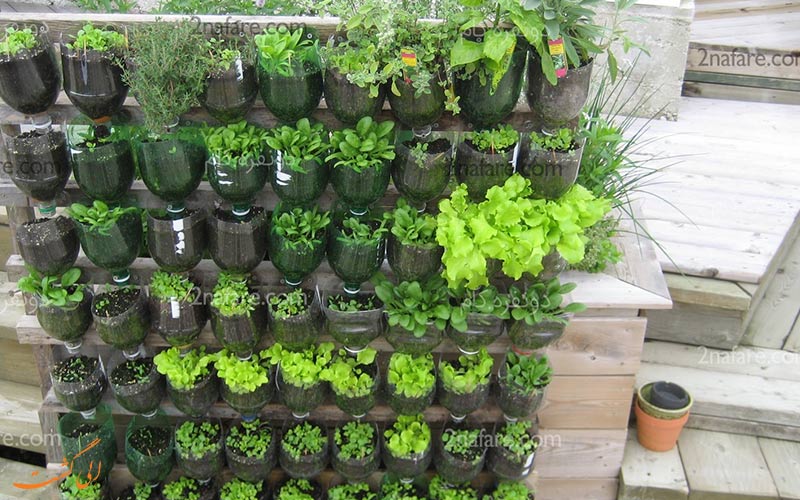 ساخت باغچه ای از گیاهان دارویی