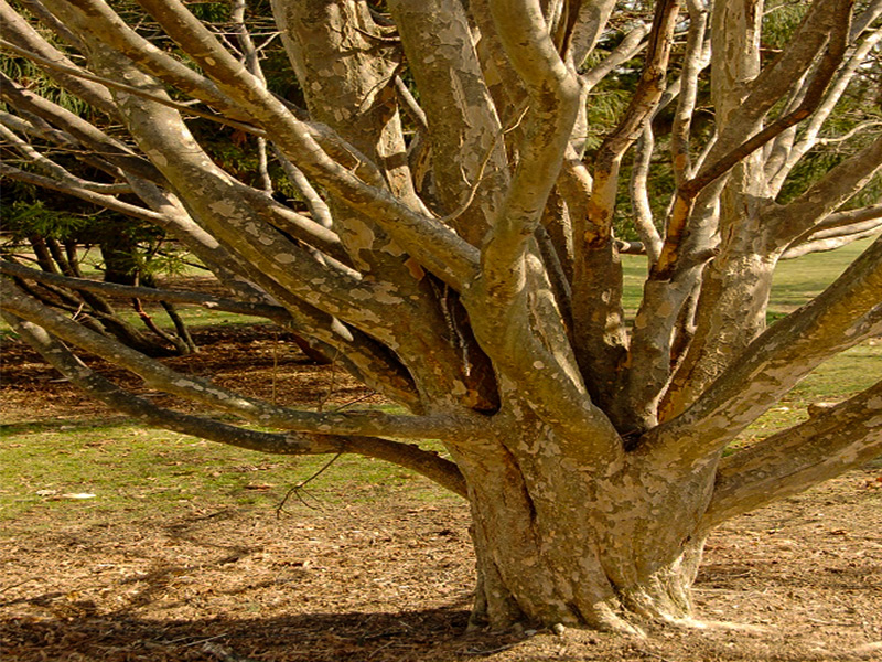 درخت انجیلی