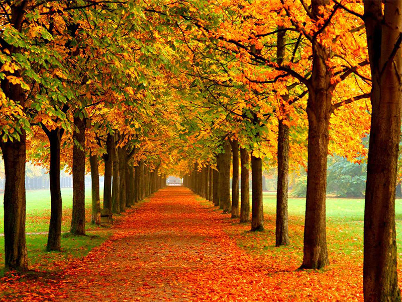 درخت انجیلی