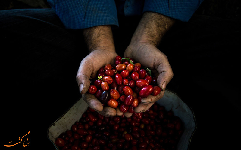 زغال اخته، روستای هیر