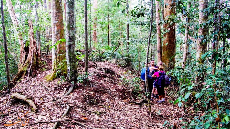 جنگل اورانگوتان ها در سوماترا