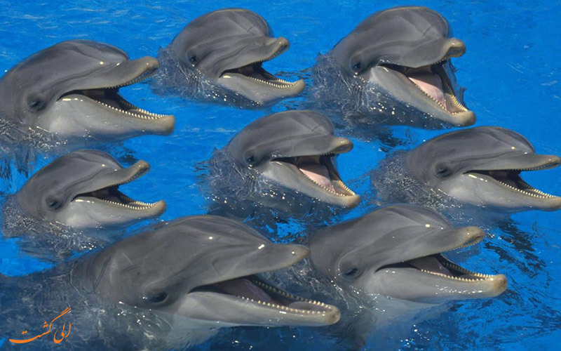 رقص دلفین ها در کیش