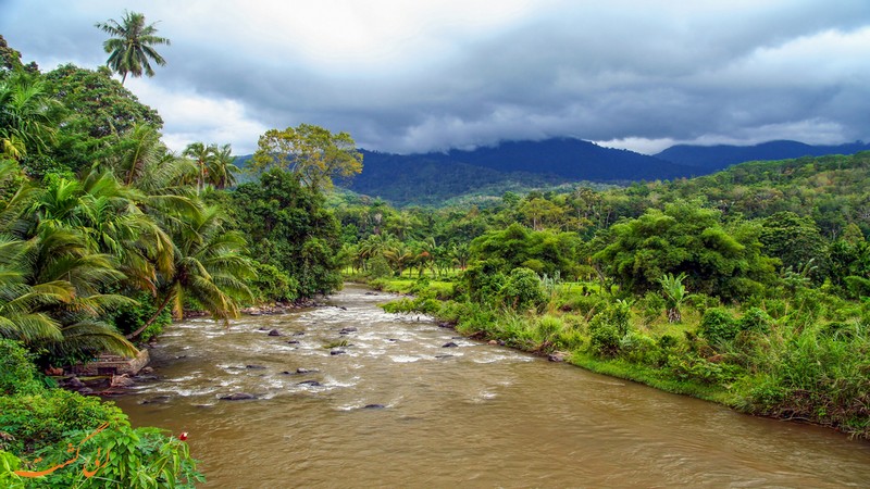 جنگل اورانگوتان ها در سوماترا