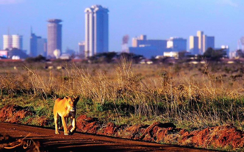 شهر نایروبی پایتخت کنیا