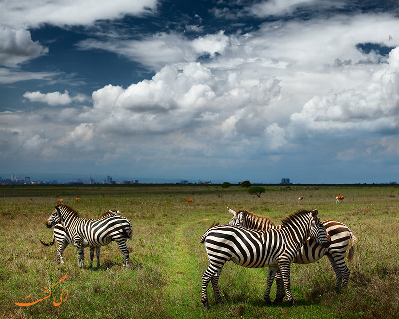 پارک ملی نایروبی کنیا