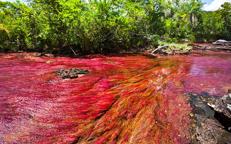 رودخانه خون در کلمیبیا