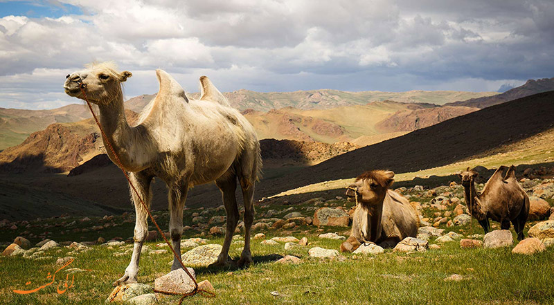 دانستنی های مغولستان | شترهای مغولستان