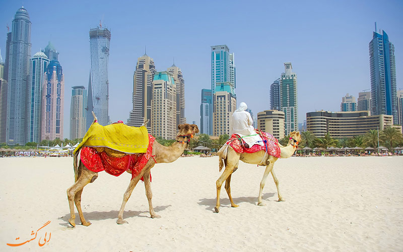 شتر سواری در دبی