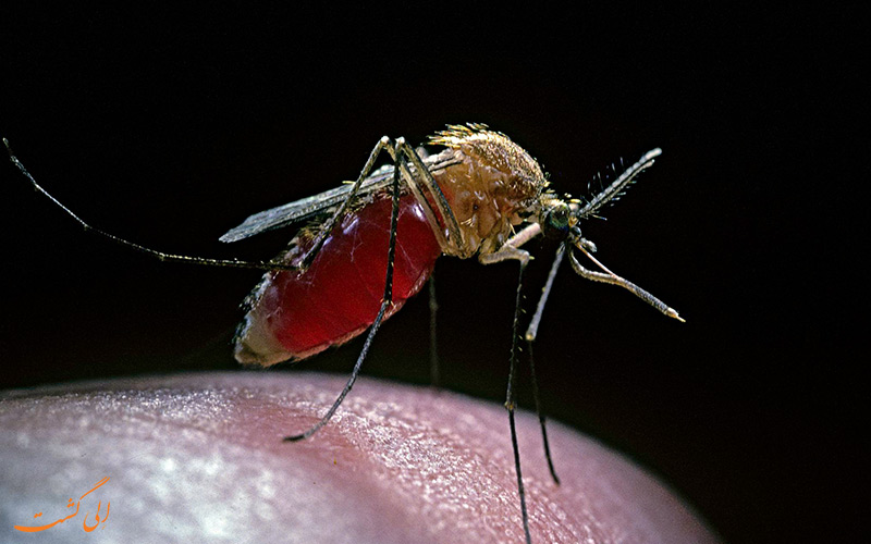 واکسن مالاریا