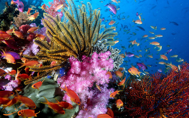 مرجان های زیر آب جزیره لاکشا