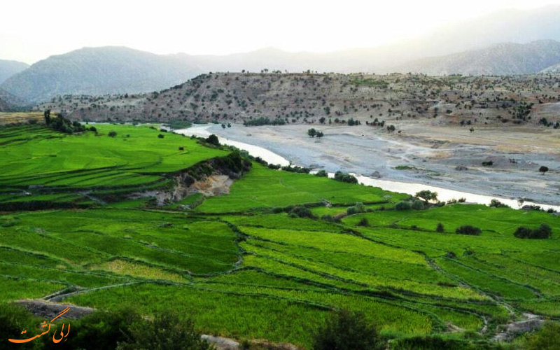 شالیزارهای دره عشق شالیزارهای دره عشق