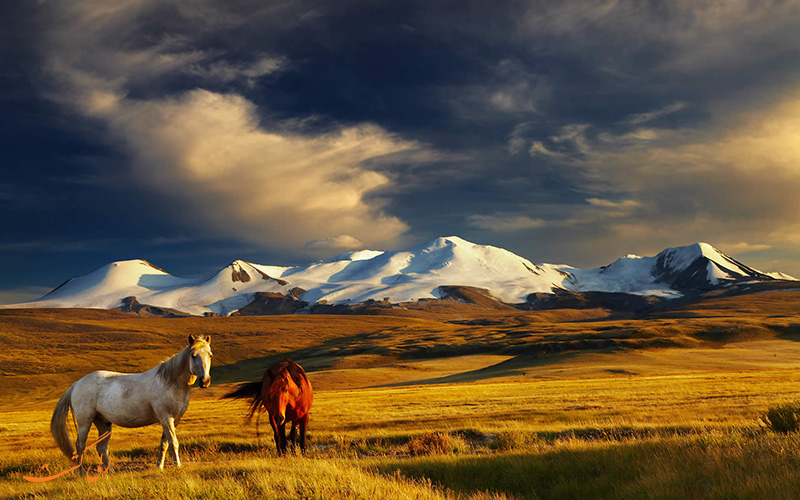 اسب های مغولستان
