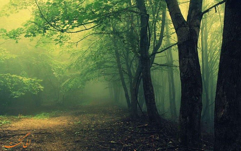 جنگل هویا باچو (Hoia Baciu Forest) در رومانی