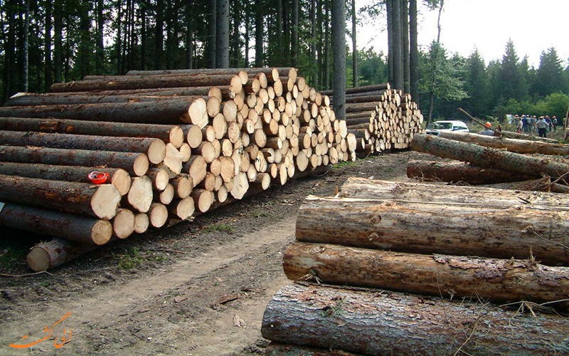 نابودی جنگل های هیرکانی نابودی جنگل های هیرکانی