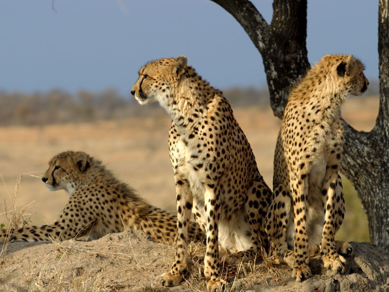 روستای قلعه بالا