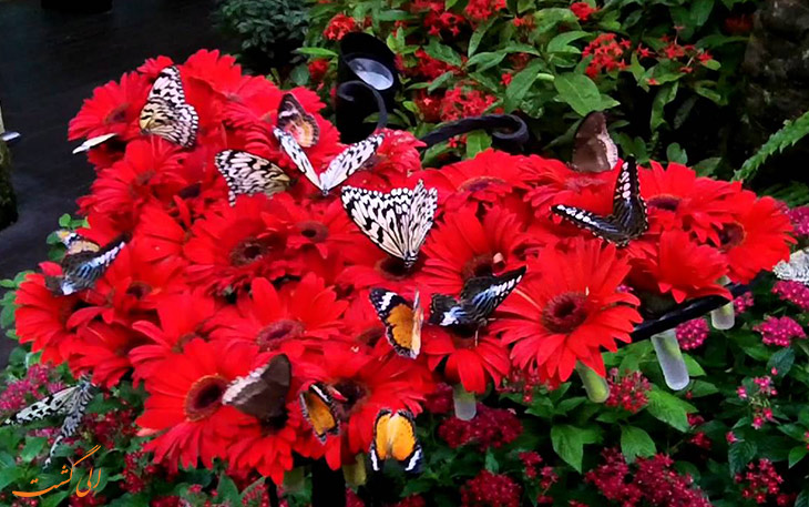 باغ پروانه ها: دیدنی های فرودگاه چانگی