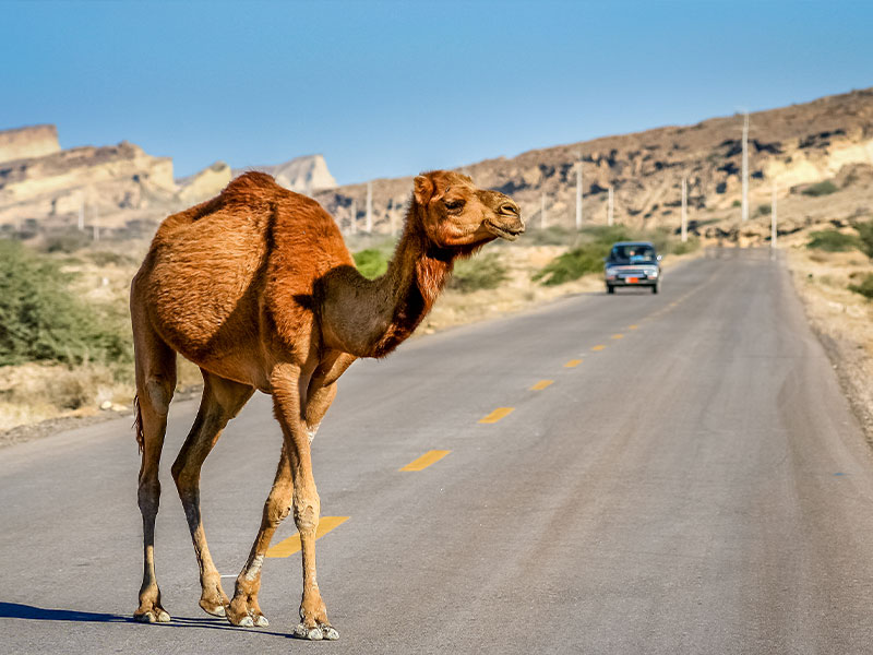 کازرون