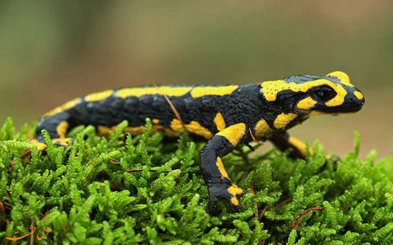 سمندر Salamander