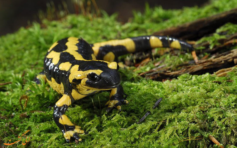 سمندر آتشین Salamandra infraimmacula