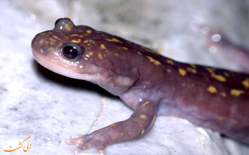 سمندر جویباری Paradactylodon persicus