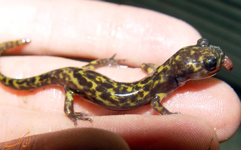 سمندر گرگانی Paradactylodon gorganensis