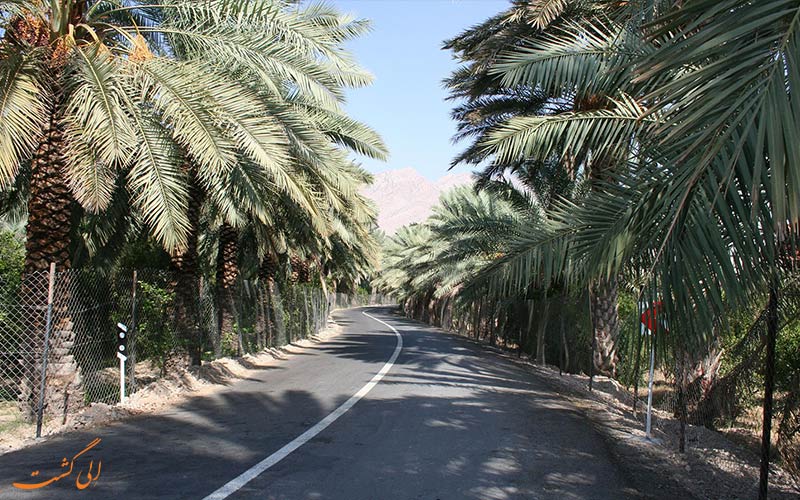 نخلستان ها نخلستان ها