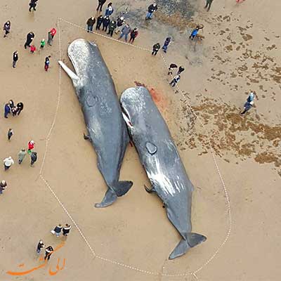 خودکشی نهنگ ها و دلفین ها- الی گشت-whales stranding