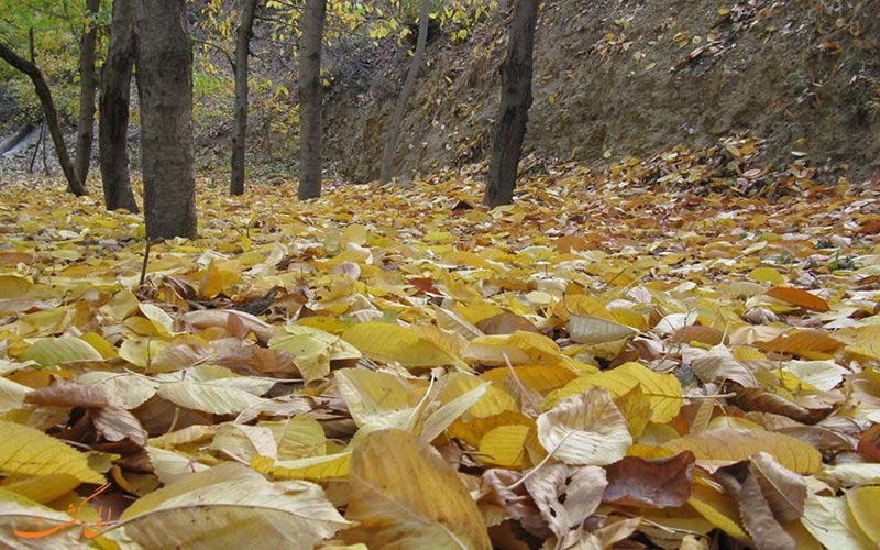 ساختار
