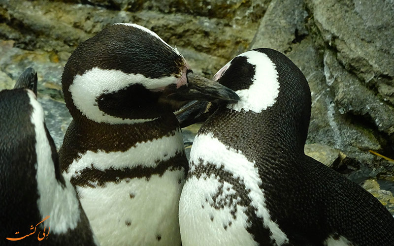 پنگوئن های لیسبون