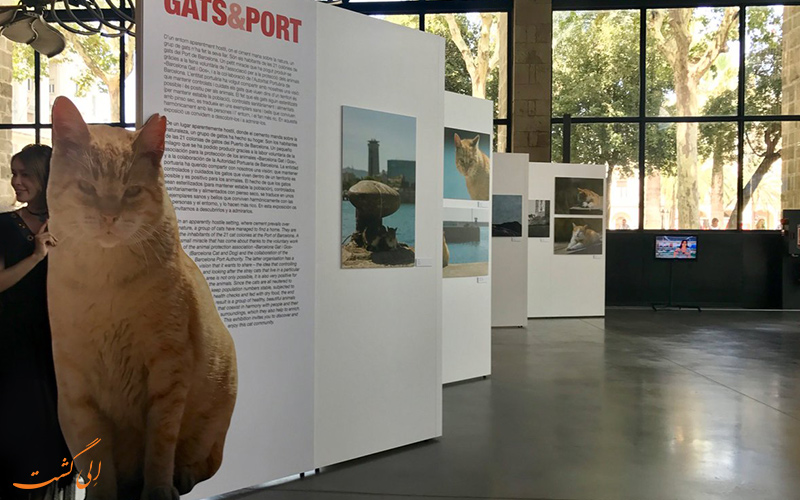 موزه گربه ایتو