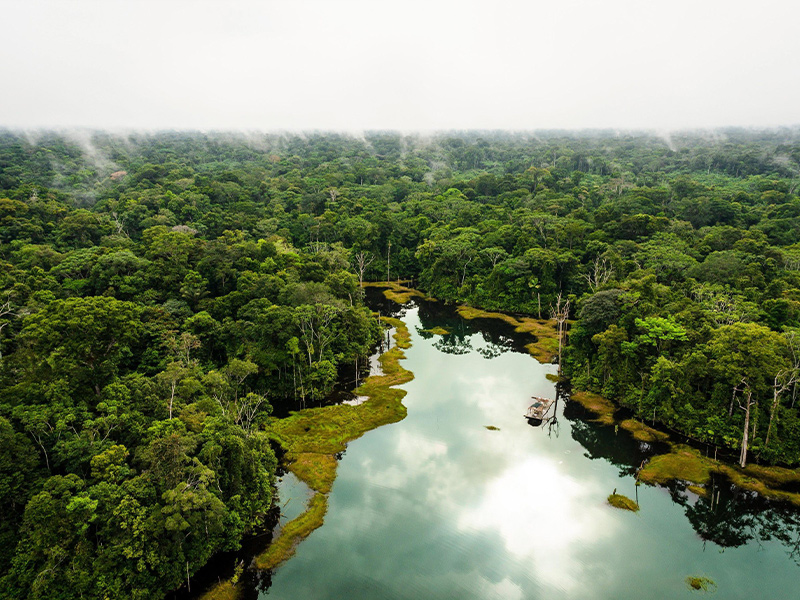 جنگل های آمازون - الی گشت