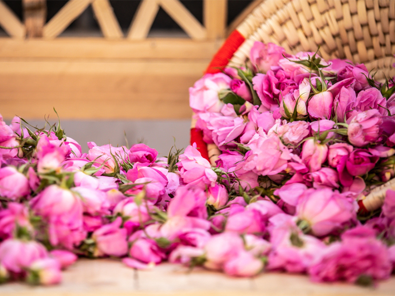  گلاب گیری - الی گشت