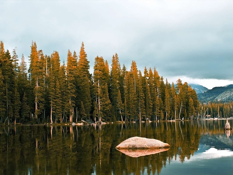 جنگل تایگا - الی گشت