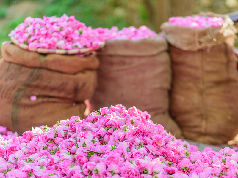 جشنواره گلاب گیری کاشان - الی گشت