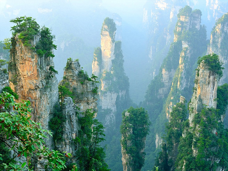 جنگل های چین - الی گشت