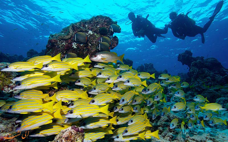 صخره موز | Banana Reef صخره موز | Banana Reef