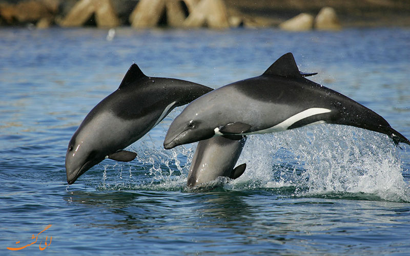 دلفین هکتور