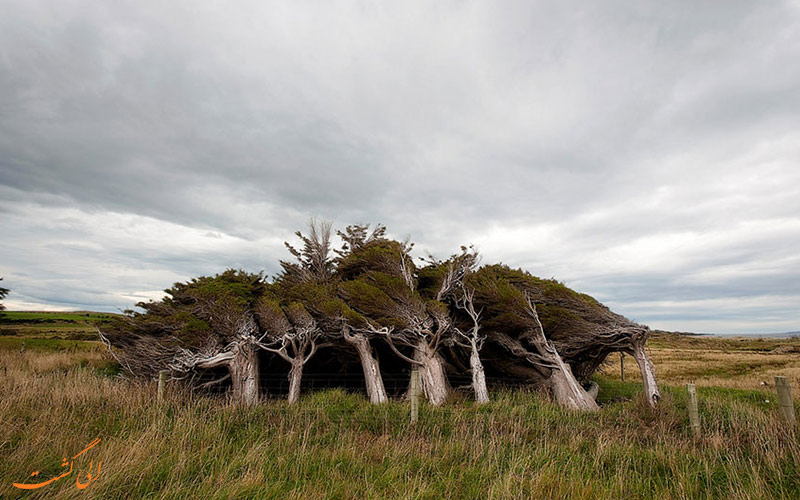 درختان نیوزلنددرختان نیوزلند