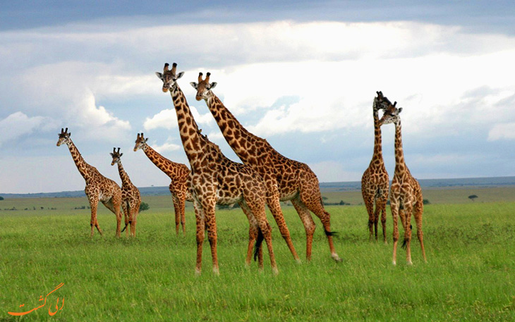 جاذبه های حیات وحش کنیا