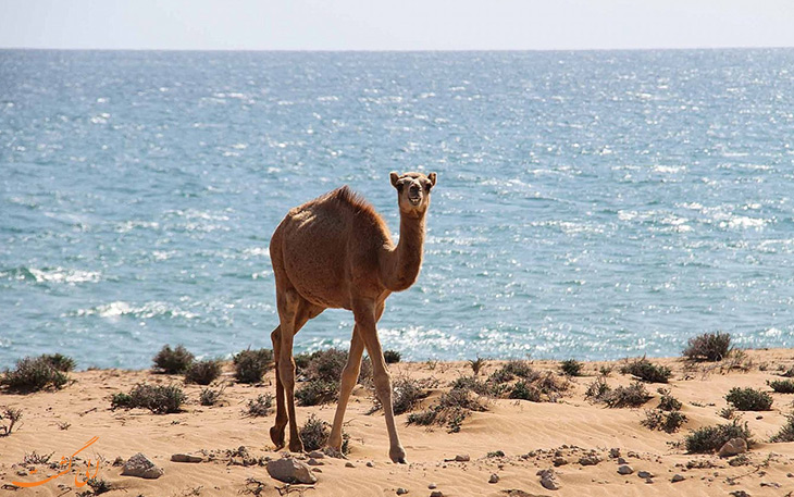 شتر سواری در جزایر ناز شتر سواری در جزایر ناز