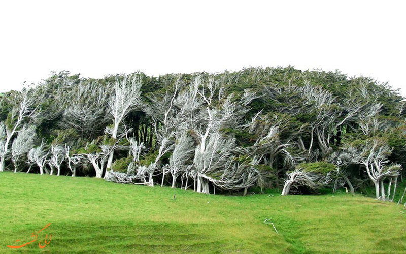 درختان عجیب نیوزلند