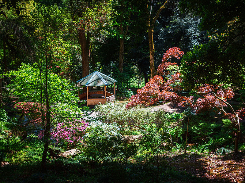 باغ گیاه شناسی باتومی