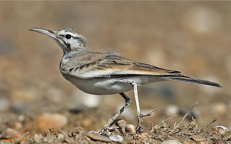 Hoopoe-Lark-Alaemon-alaudipes