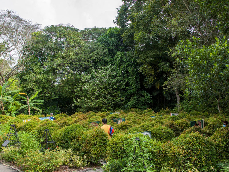 بخش های مختلف باغ های گیاه شناسی سنگاپور - الی گشت